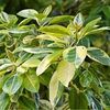 freedficus